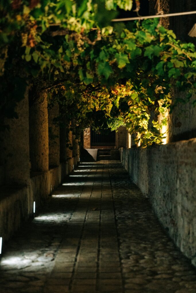 Rows of grapevines stretching across the countryside during harvest season.