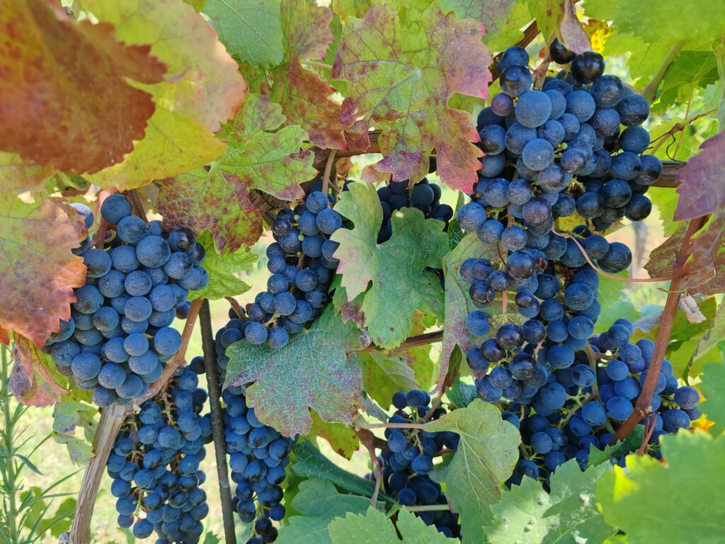 European vineyards shaped by regional climate