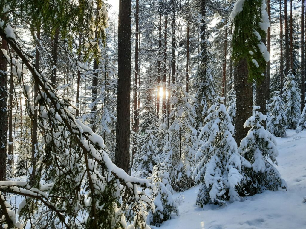 Winter destination showcasing natural beauty in snow